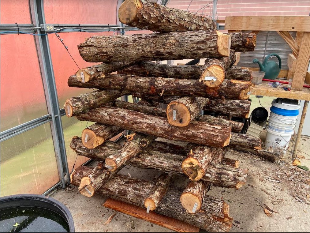 shiitake Mushroom station made by ag students at PCHS
